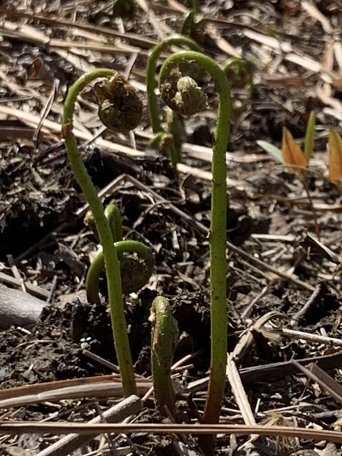 sensitive fern
