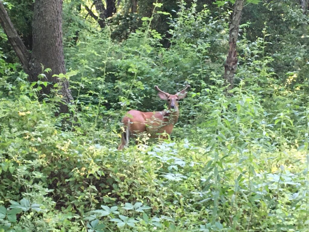 buck
